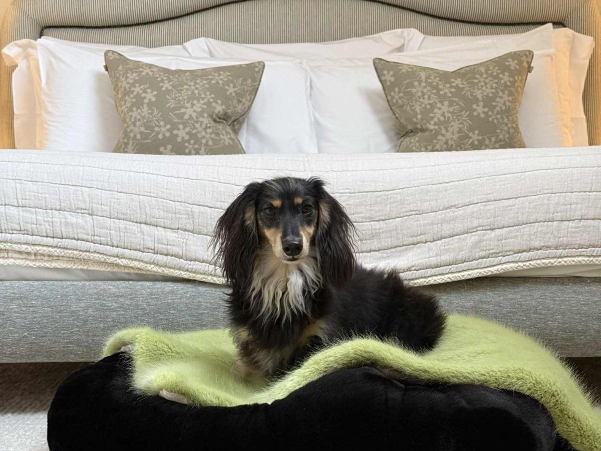 Stylish Dog Beds Made in UK