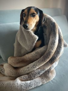 Supreme Faux Fur Dog Blanket — Wild Rabbit