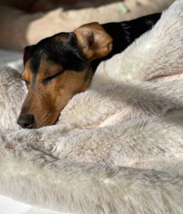 Dog Owners gifts