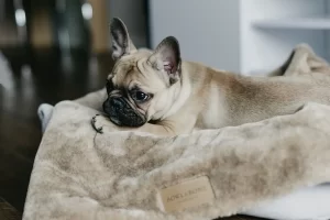 Nap Taupe Dog Blanket
