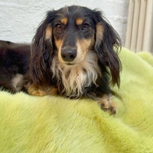 Pistachio Faux Fur Dog Blanket