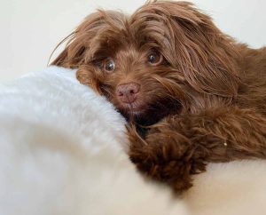 Ivory Calming Dog Bed — Luxury Faux Fur